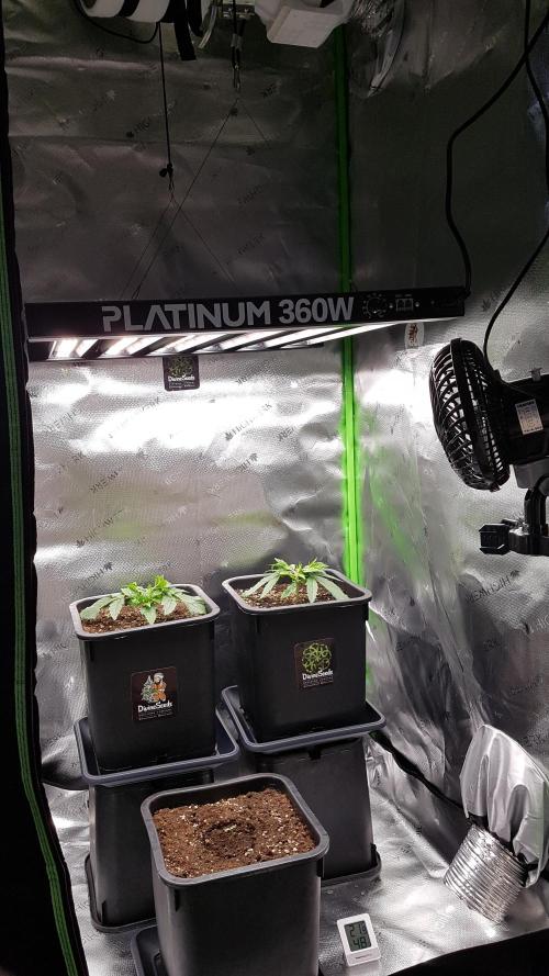 Gmo x Rootbeer. Week 0