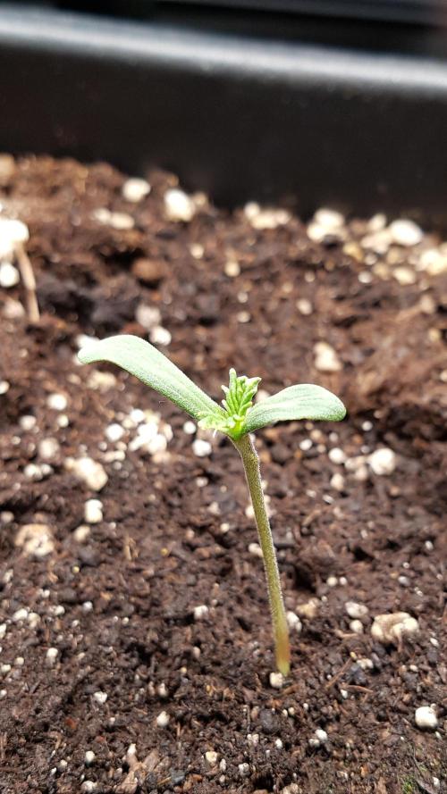 Gmo x Rootbeer. Week 1