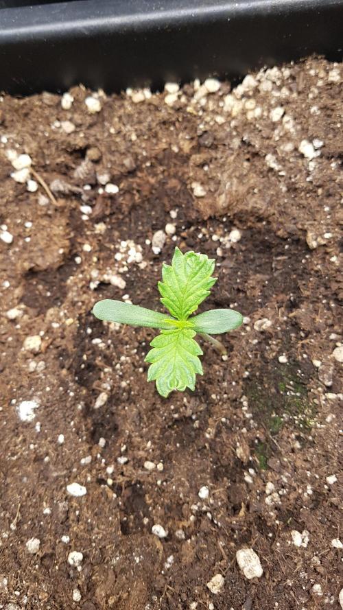 Gmo x Rootbeer. Week 1