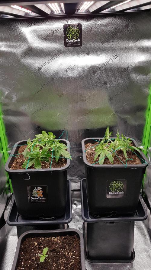 Gmo x Rootbeer. Week 1