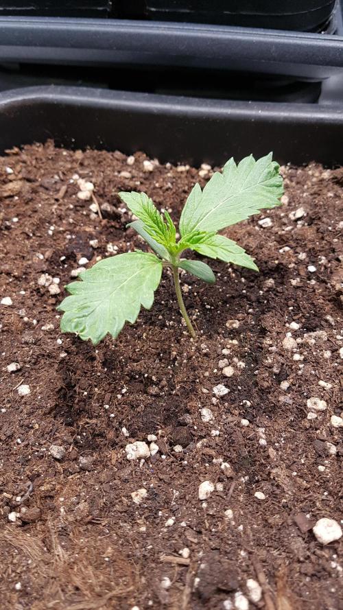 Gmo x Rootbeer. Week 1