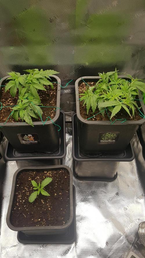 Gmo x Rootbeer. Week 1