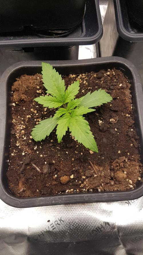 Gmo x Rootbeer. Week 2