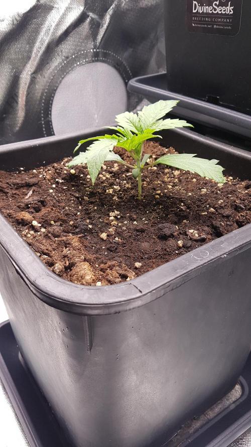 Gmo x Rootbeer. Week 2