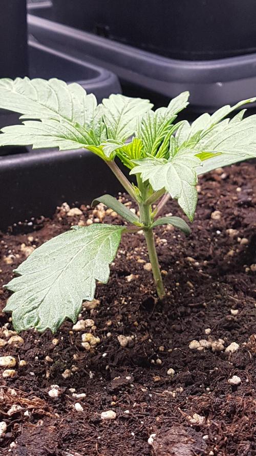 Gmo x Rootbeer. Week 2