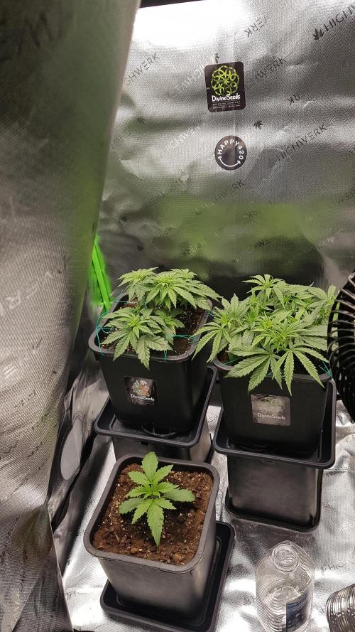 Gmo x Rootbeer. Week 2