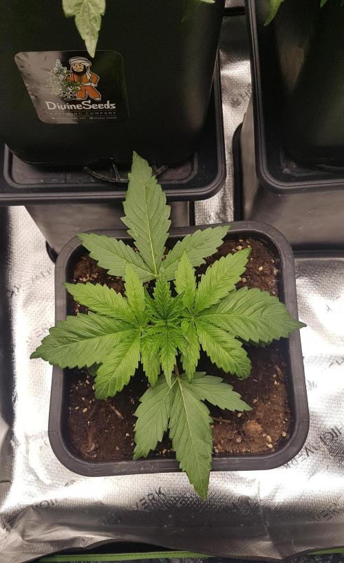 Gmo x Rootbeer. Week 2