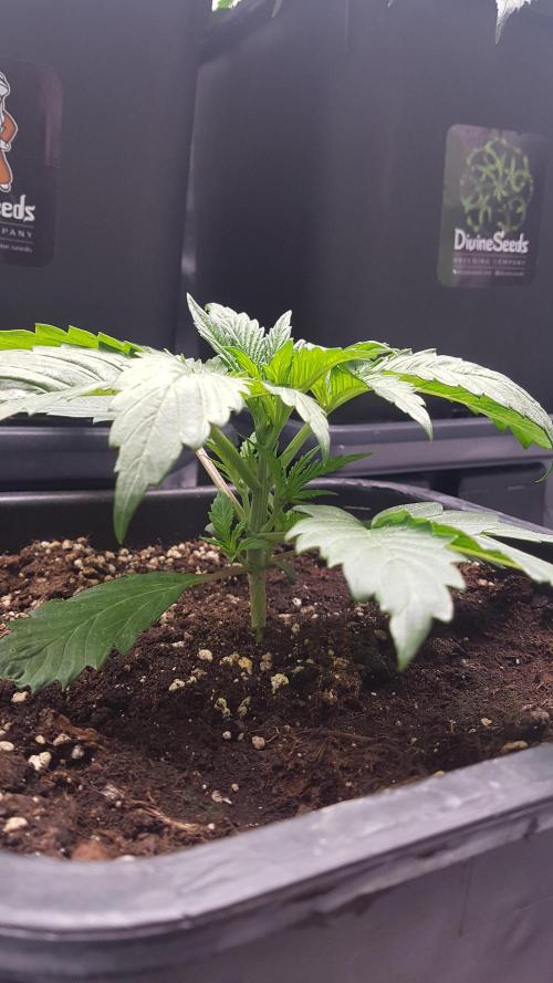 Gmo x Rootbeer. Week 2