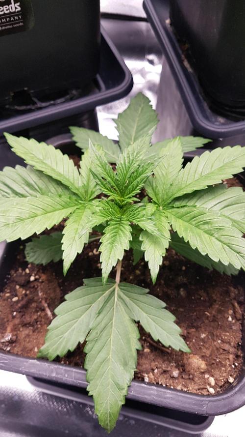 Gmo x Rootbeer. Week 2