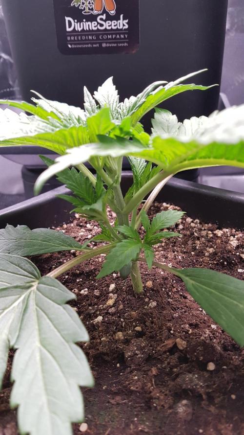 Gmo x Rootbeer. Week 2