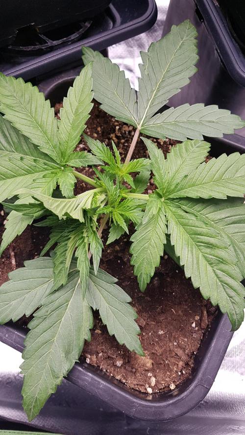 Gmo x Rootbeer. Week 2