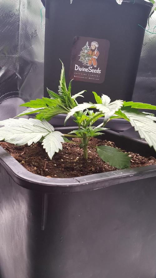 Gmo x Rootbeer. Week 2