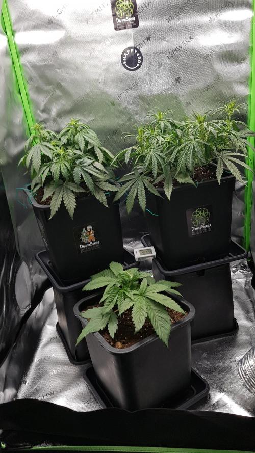 Gmo x Rootbeer. Week 3