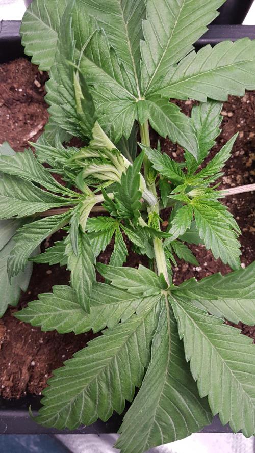 Gmo x Rootbeer. Week 3