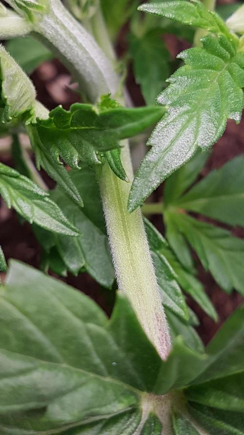 Gmo x Rootbeer. Week 3