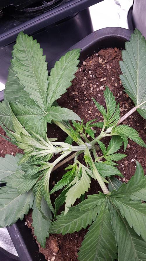 Gmo x Rootbeer. Week 3