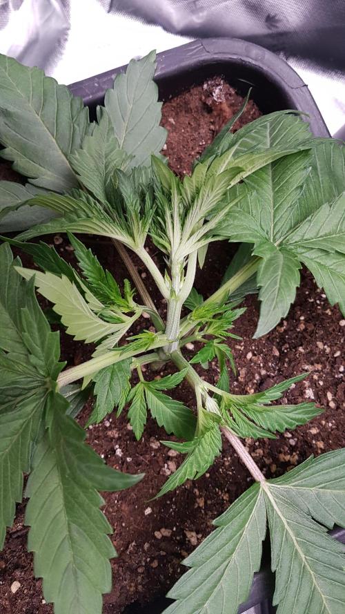 Gmo x Rootbeer. Week 3