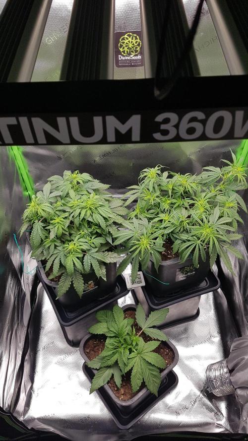 Gmo x Rootbeer. Week 3