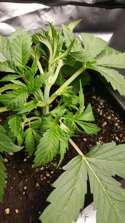 Gmo x Rootbeer. Week 3