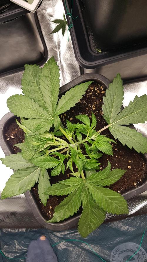 Gmo x Rootbeer. Week 3