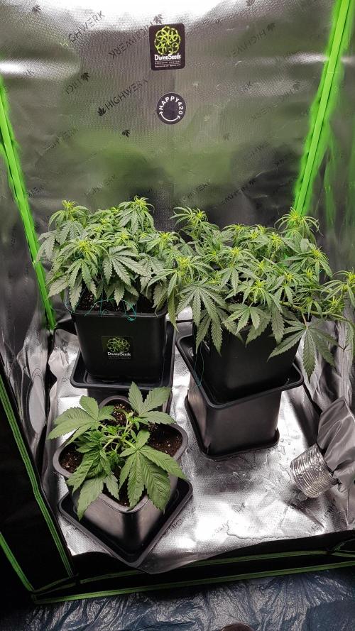 Gmo x Rootbeer. Week 3