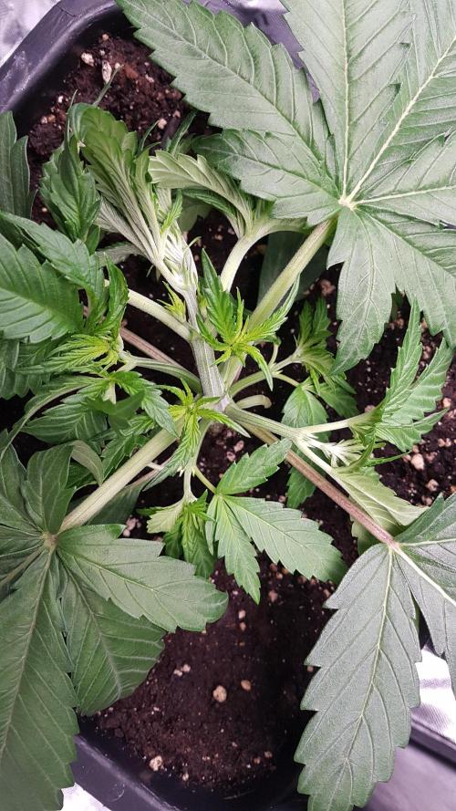 Gmo x Rootbeer. Week 3