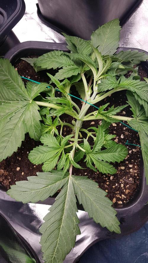 Gmo x Rootbeer. Week 3