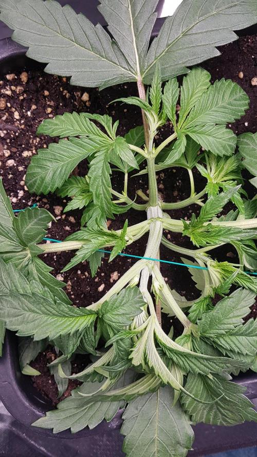 Gmo x Rootbeer. Week 3