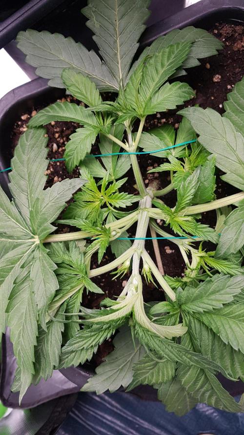 Gmo x Rootbeer. Week 3