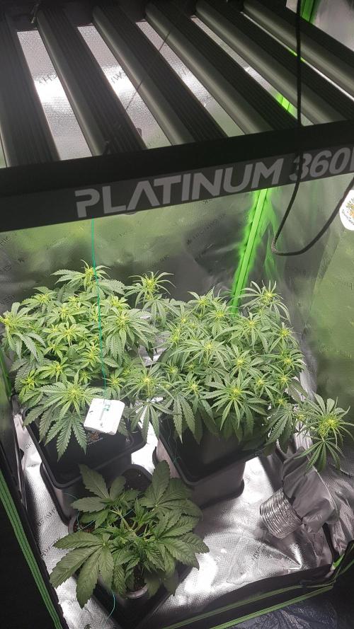 Gmo x Rootbeer. Week 3