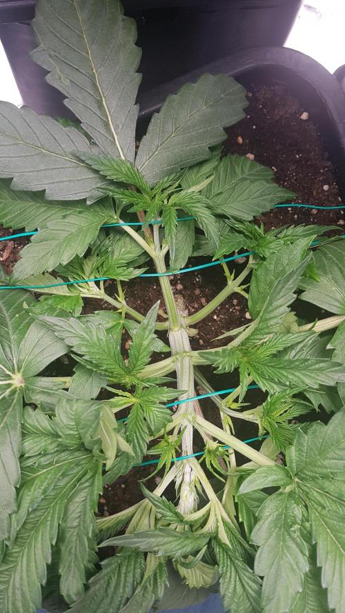 Gmo x Rootbeer. Week 3