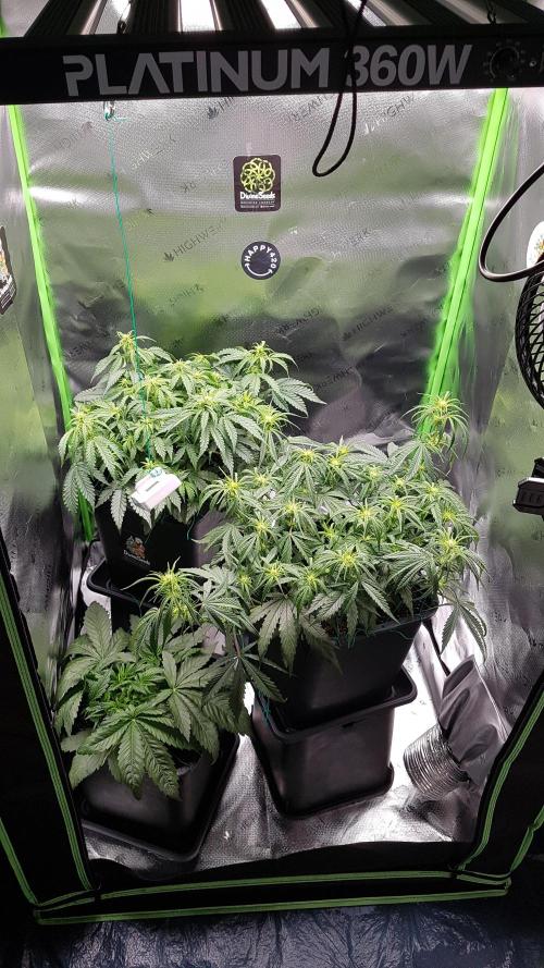 Gmo x Rootbeer. Week 3