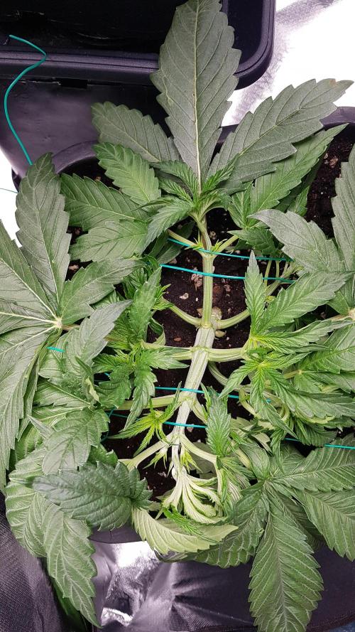 Gmo x Rootbeer. Week 3