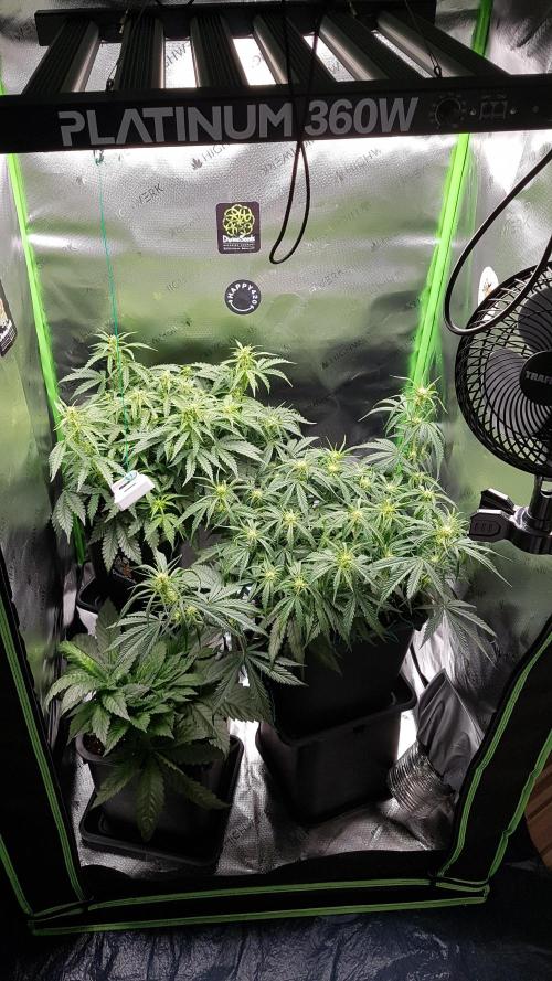 Gmo x Rootbeer. Week 3