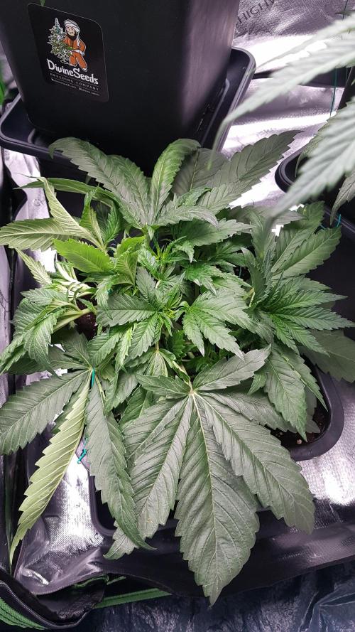 Gmo x Rootbeer. Week 3