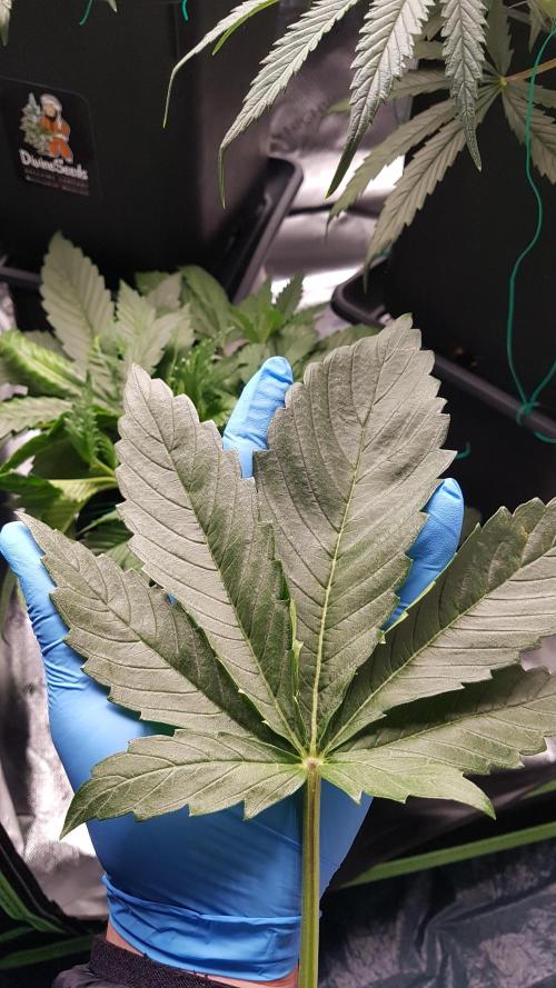 Gmo x Rootbeer. Week 3