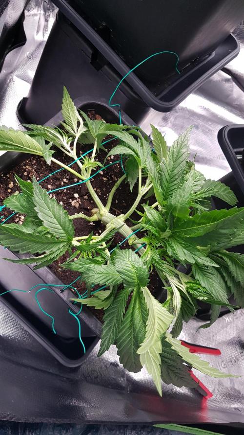 Gmo x Rootbeer. Week 3