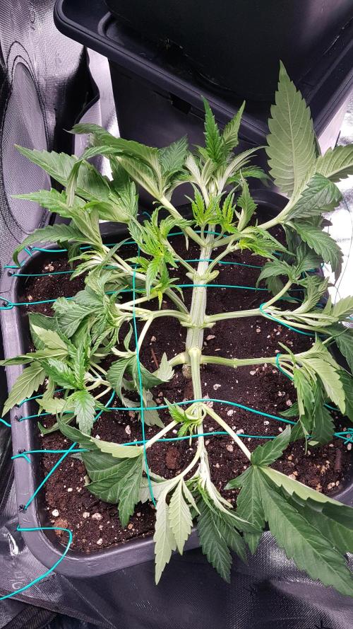 Gmo x Rootbeer. Week 3