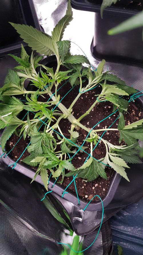 Gmo x Rootbeer. Week 3