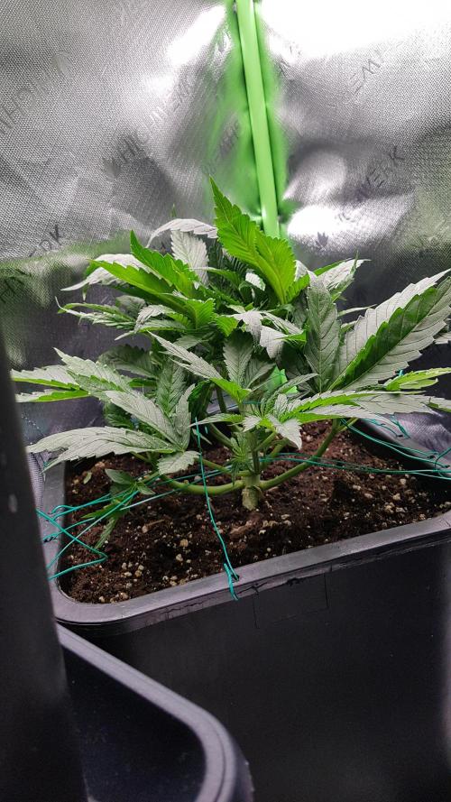 Gmo x Rootbeer. Week 4