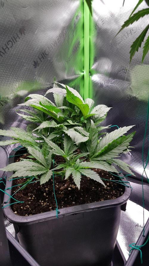 Gmo x Rootbeer. Week 4