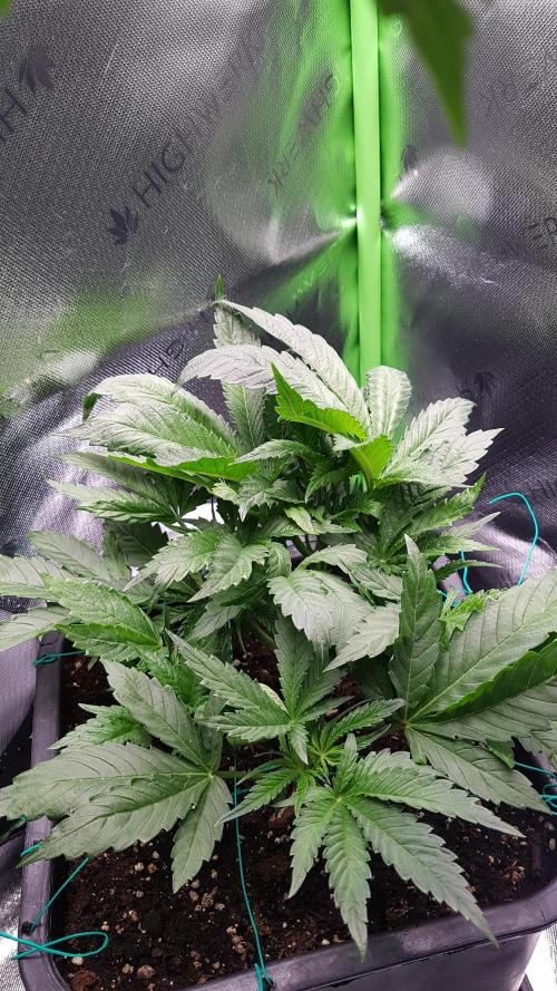 Gmo x Rootbeer. Week 4