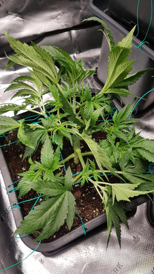 Gmo x Rootbeer. Week 4