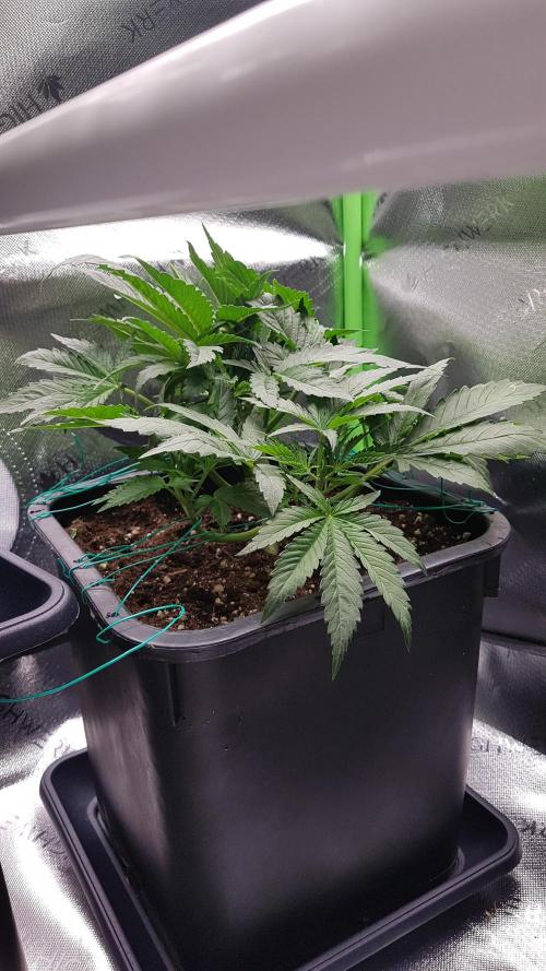 Gmo x Rootbeer. Week 4