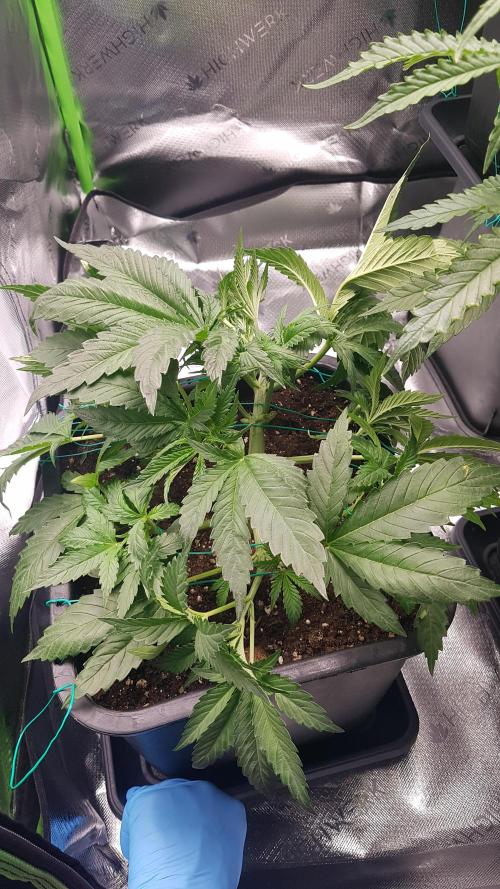 Gmo x Rootbeer. Week 4