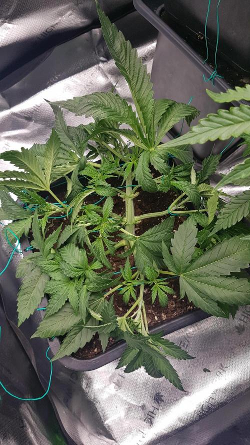 Gmo x Rootbeer. Week 4