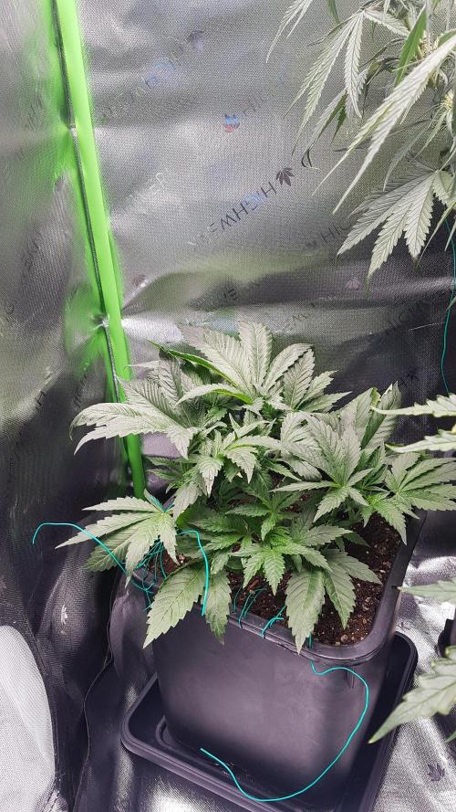 Gmo x Rootbeer. Week 4