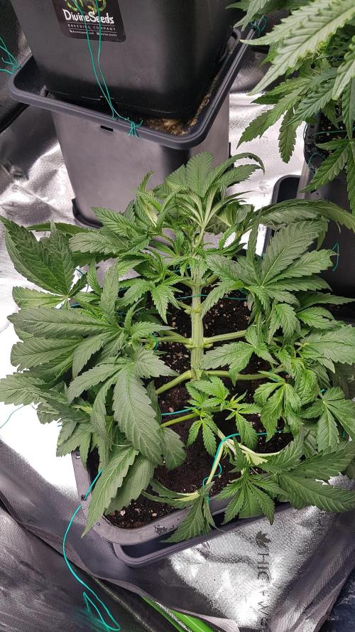 Gmo x Rootbeer. Week 4