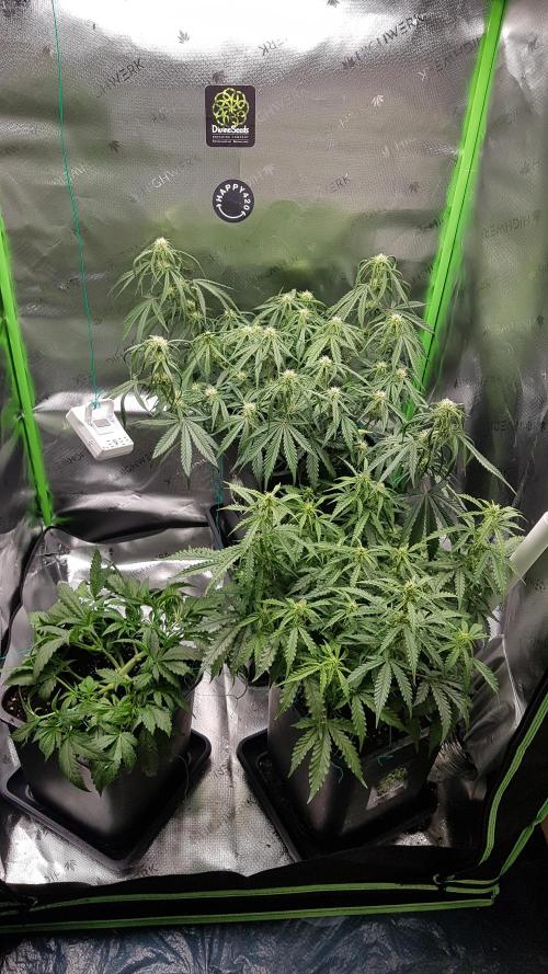 Gmo x Rootbeer. Week 4