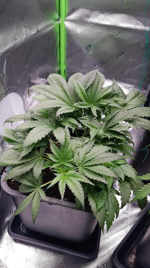 Gmo x Rootbeer. Week 4